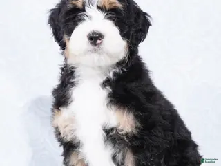 Mini Bernedoodle dogs Nora - Ad 39