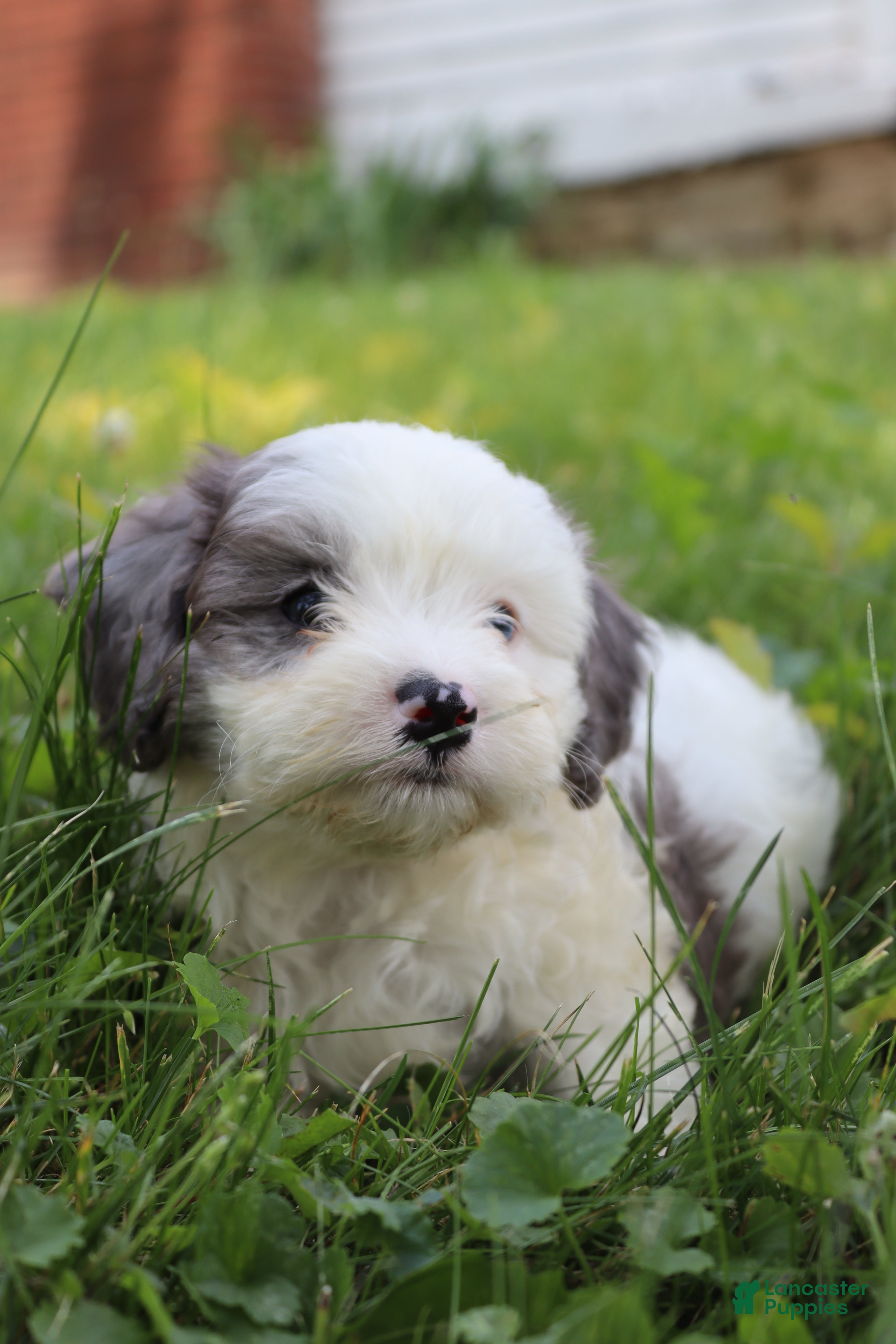 Cavapoo dogs Gumbo - Ad 1