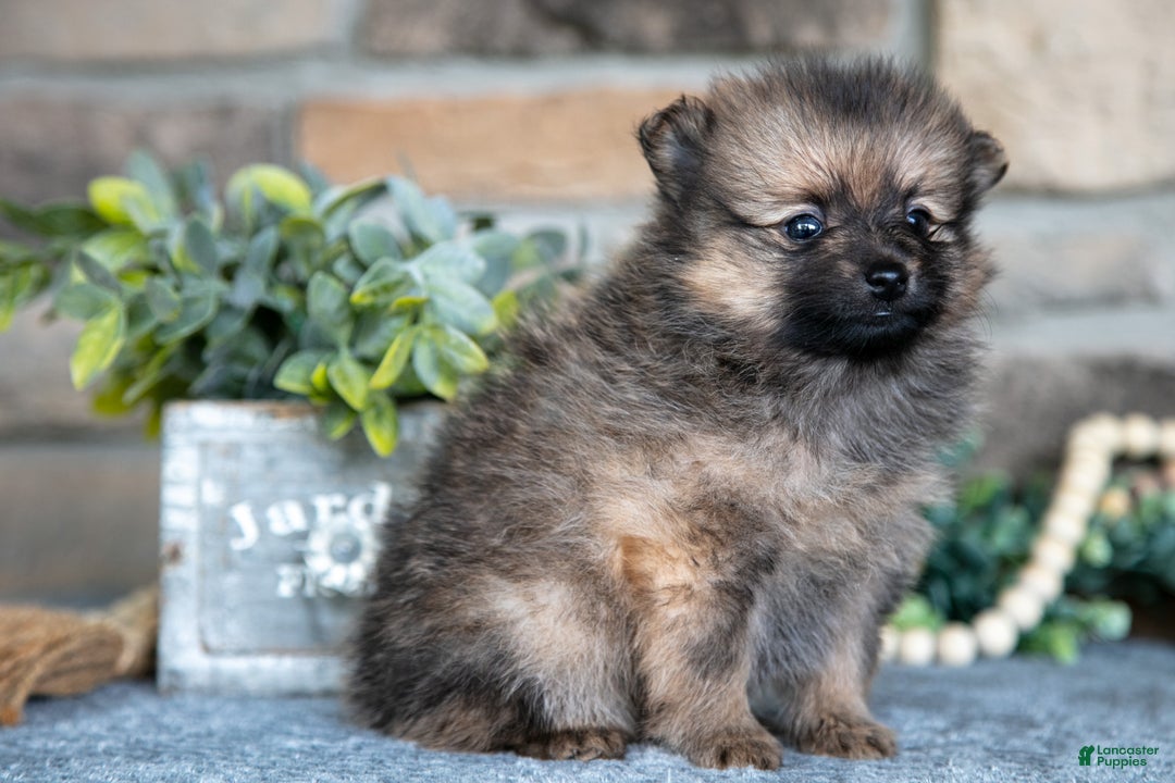 Pomeranian dogs for sale: Haven - Ad 3