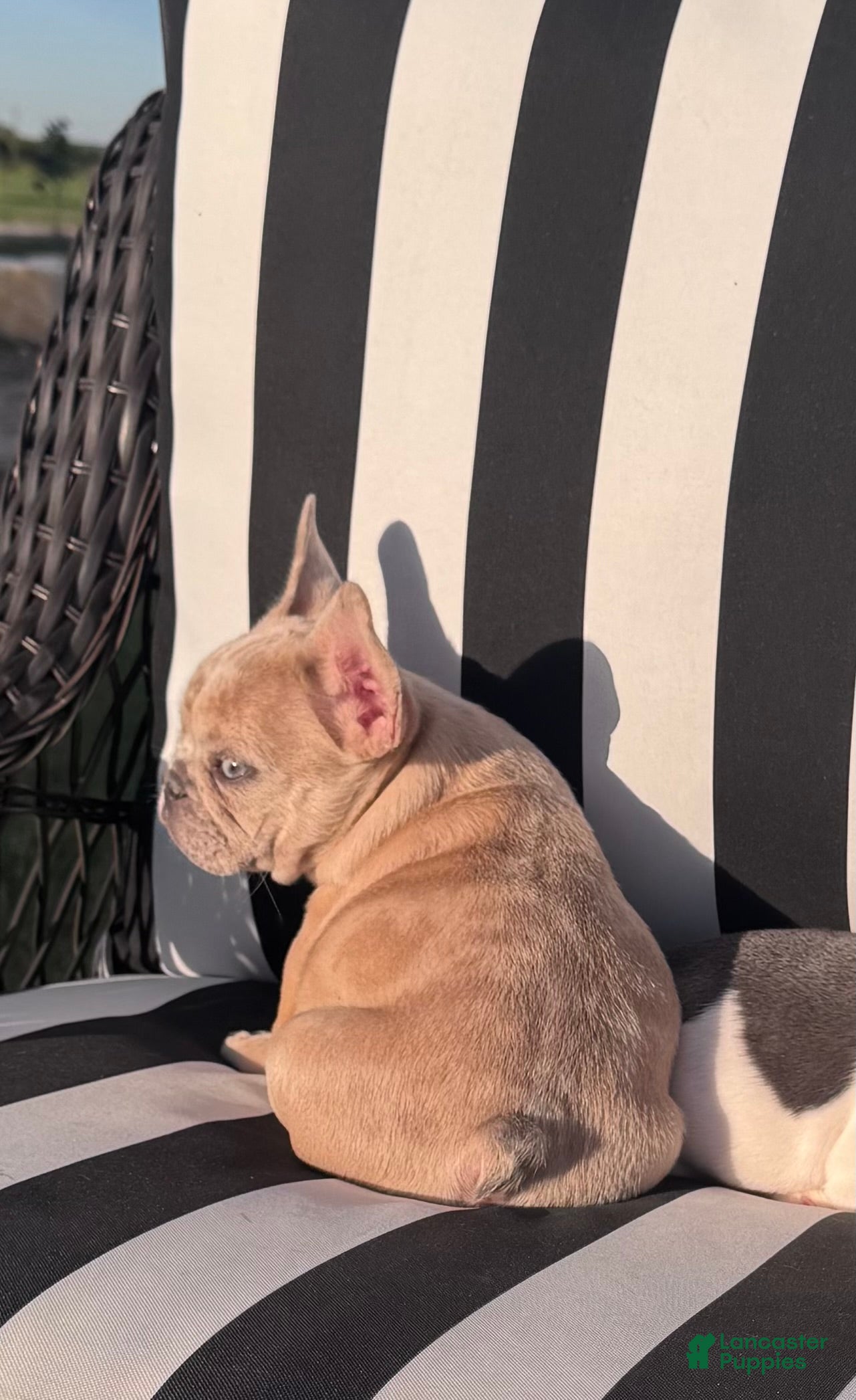 French Bulldog dogs for sale: French Bulldog 3 - Ad 2