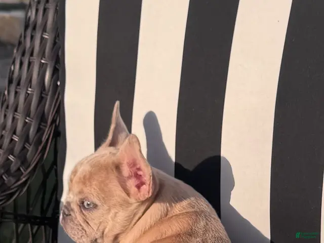 French Bulldog dogs for sale: French Bulldog 3 - Ad 2