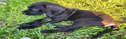 Great Dane dogs for sale: Black Female  - Ad 3