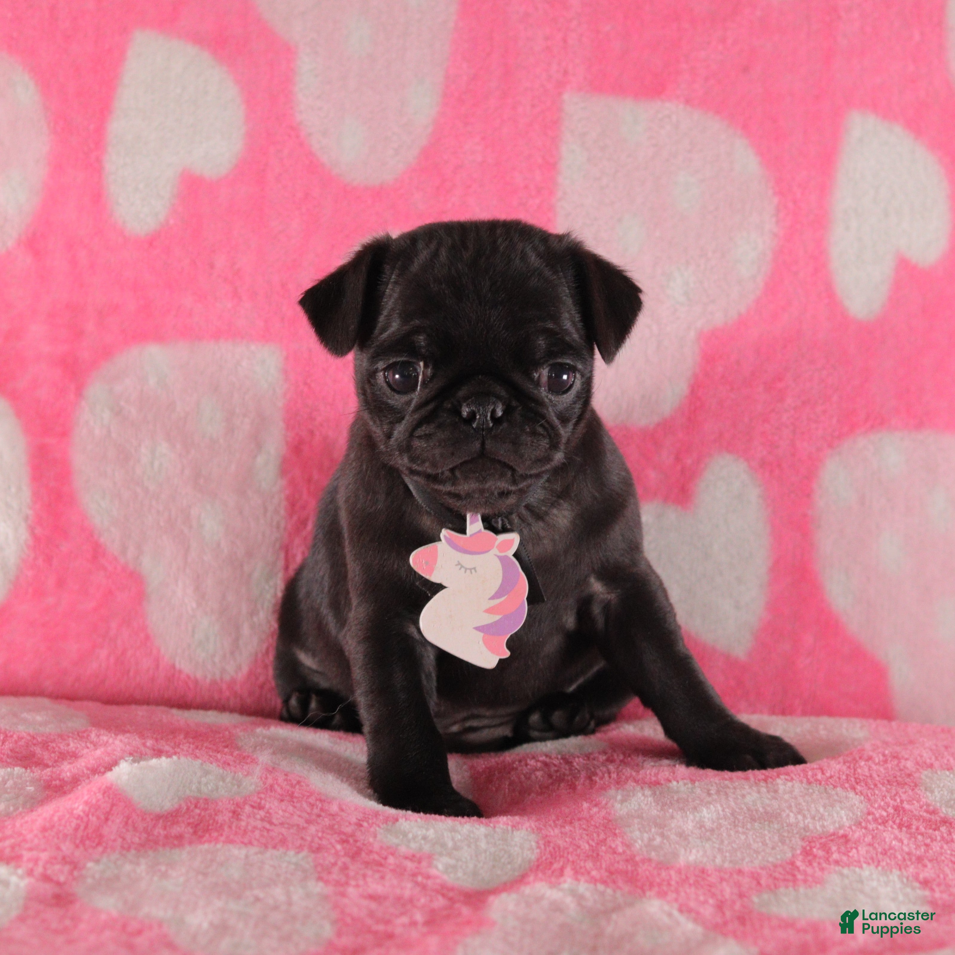 Pug dogs Lilac - Ad 32