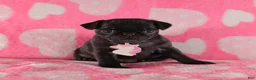 Pug dogs for sale: Lilac - Ad 1