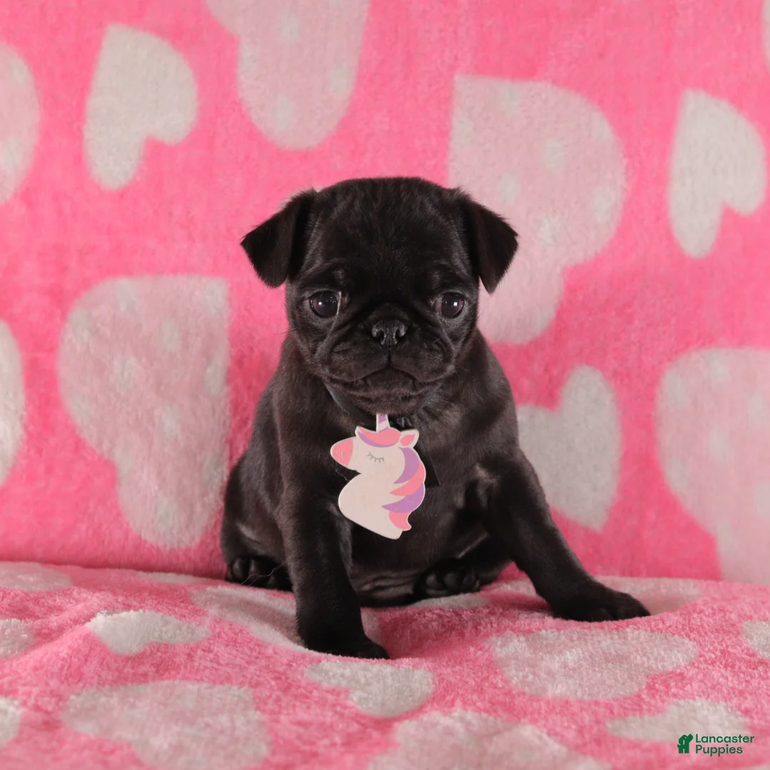 Pug dogs for sale: Lilac - Ad 1