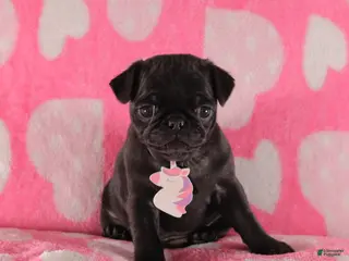 Pug dogs Lilac - Ad 32