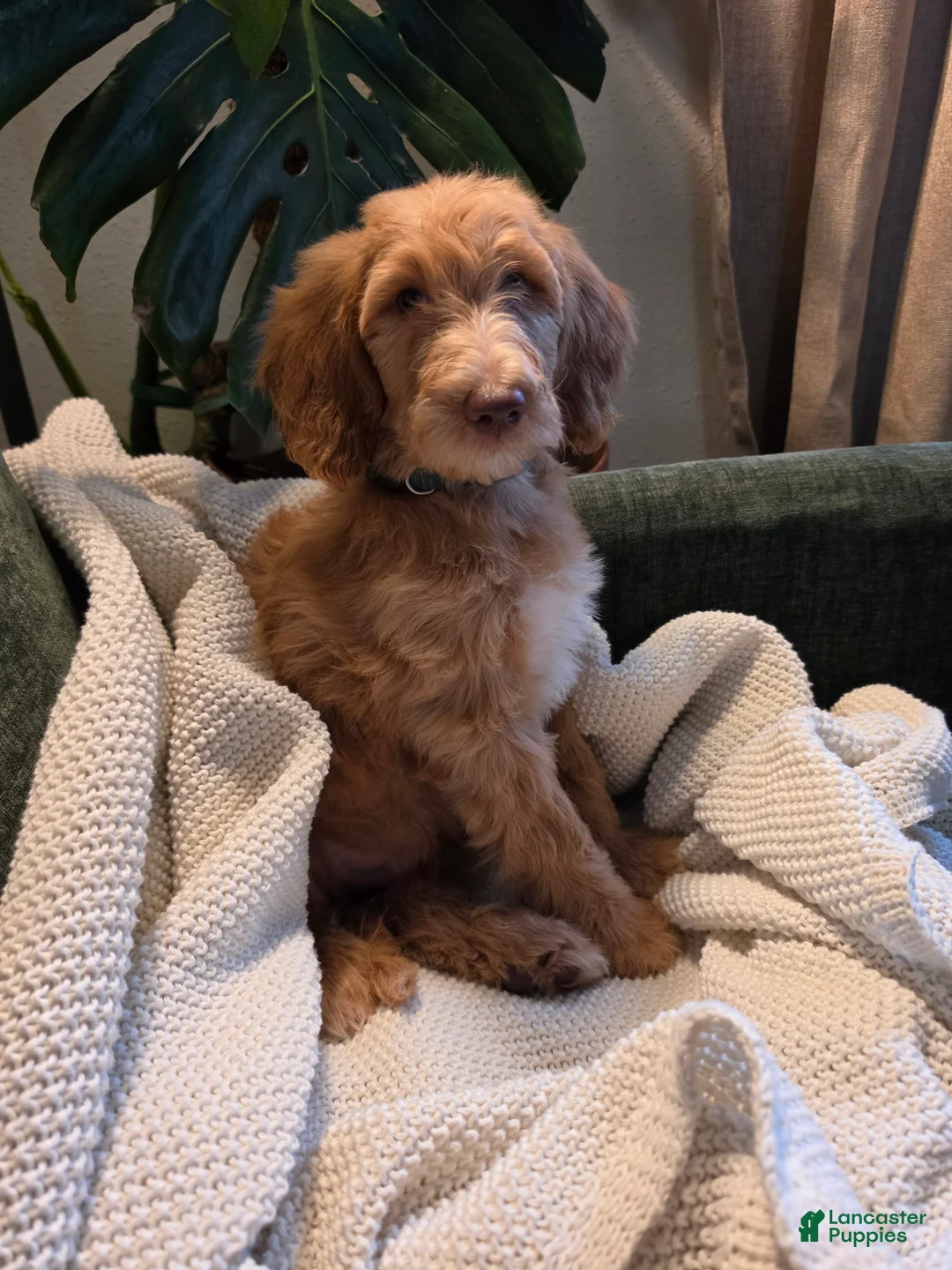 Labradoodle dogs for sale: Robin - Green collar - Ad 3