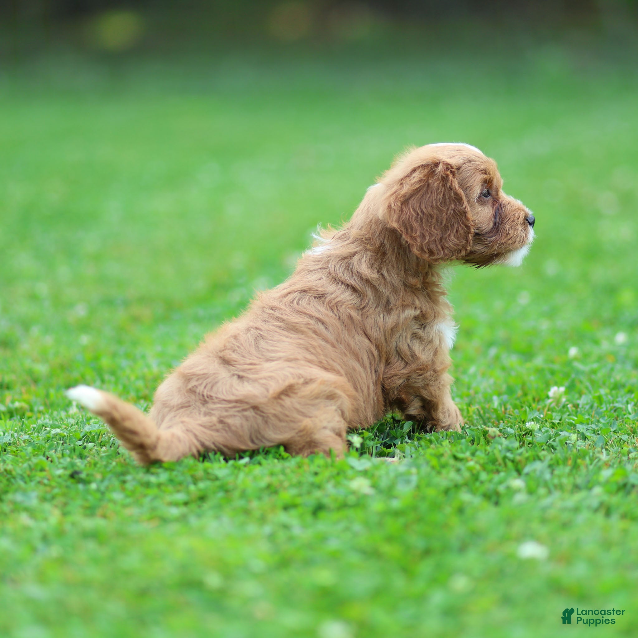 Cavapoo dogs Jasper Cavapoo  - Ad 2