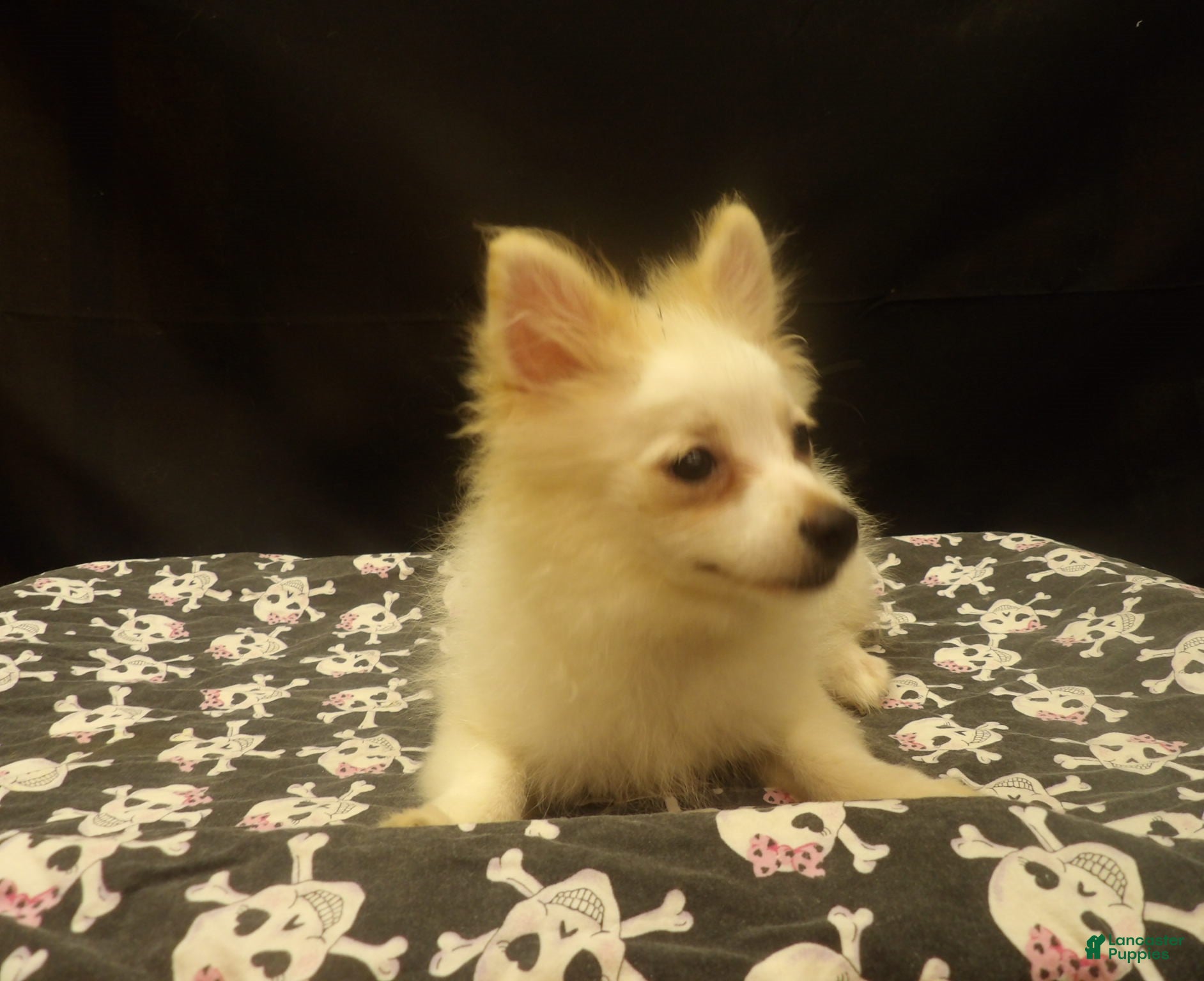 Pomeranian dogs for sale: Sebastian  - Ad 2