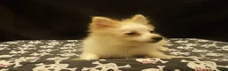 Pomeranian dogs for sale: Sebastian  - Ad 1