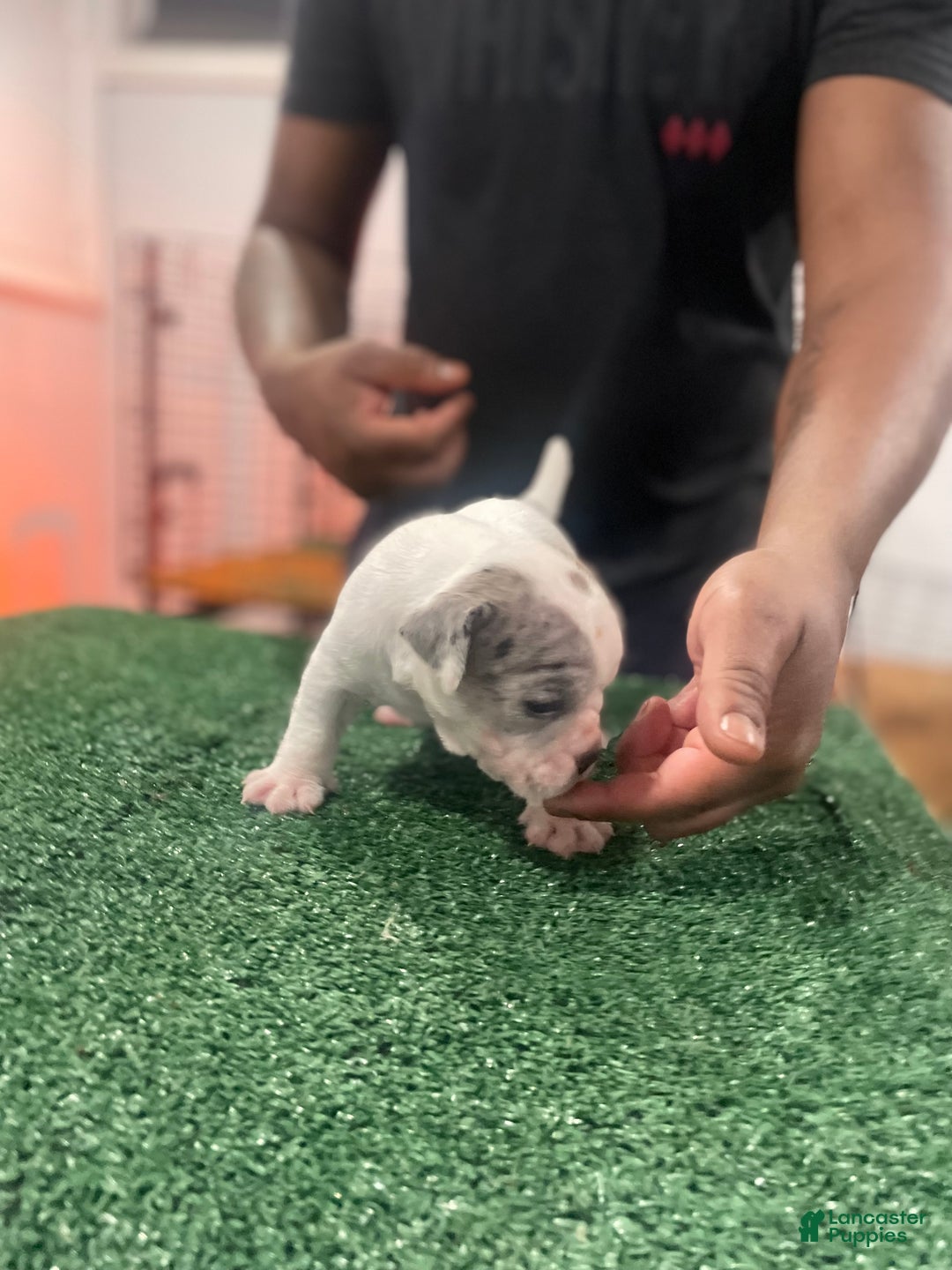 American Bully dogs for sale: American Bully Puppy 6 - Ad 15
