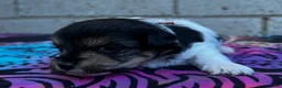 Yorkiepoo dogs for sale: Clyde - Ad 2