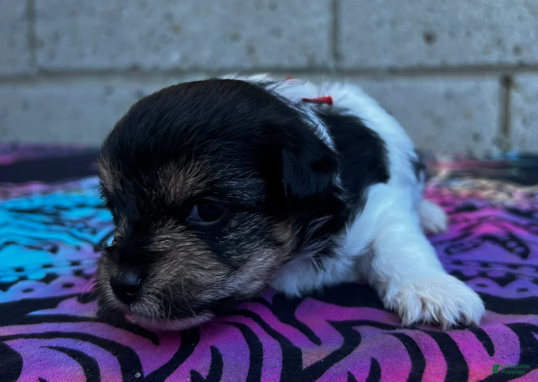 Yorkiepoo dogs for sale: Clyde - Ad 2