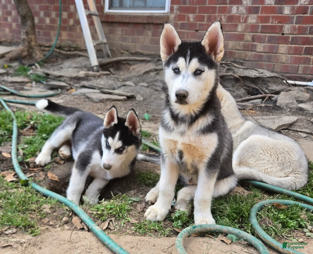 Siberian Husky dogs for sale: Siberian Husky Puppy 1 - Ad 1