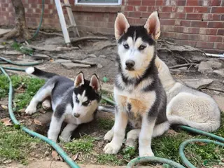 Siberian Husky dogs Siberian Husky Puppy 1 - Ad 17