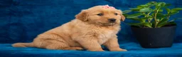 Golden Retriever dogs for sale: Tammy - Ad 3