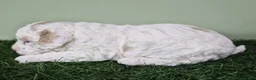Miniature Poodle dogs for sale: Mercedes - Ad 7