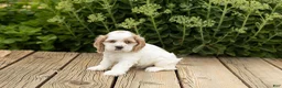Cocker Spaniel dogs for sale: Freckles  - Ad 1
