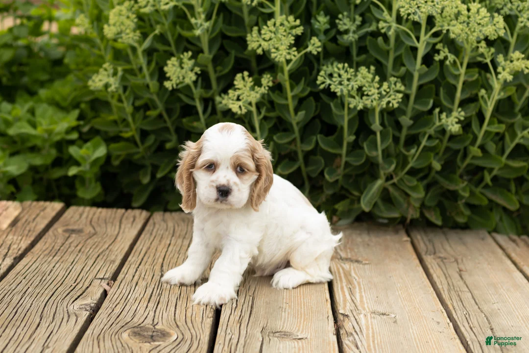 Cocker Spaniel dogs for sale: Freckles  - Ad 1