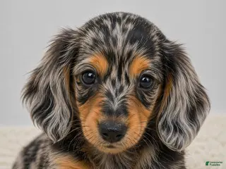 Miniature Dachshund dogs for sale: Willow - Ad 1