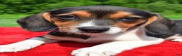 Beagle dogs for sale: Hannah - Ad 3