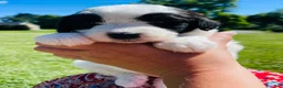 Sheepadoodle dogs for sale: Cookie  - Ad 3