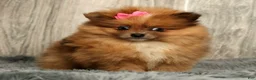 Pomeranian dogs for sale: Happy - Ad 1