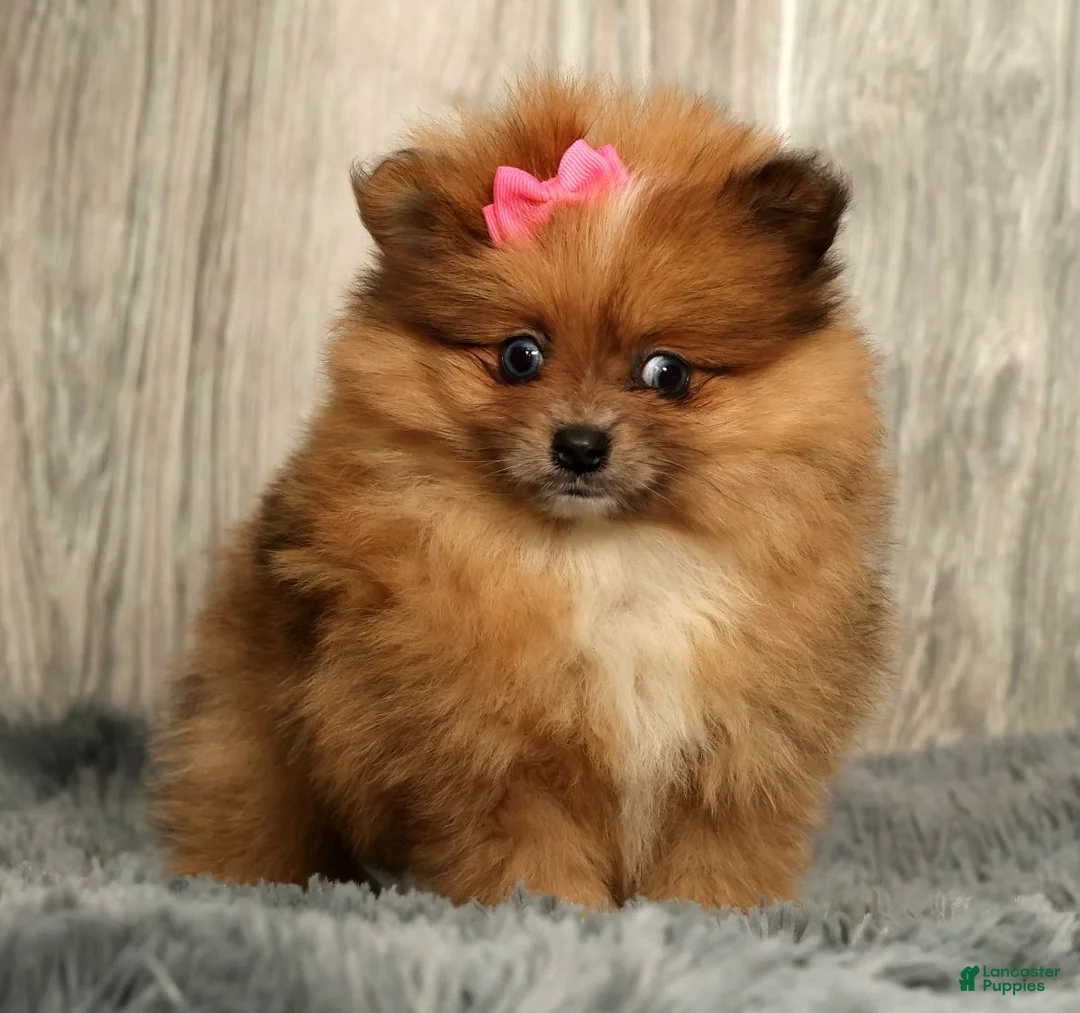 Pomeranian dogs for sale: Happy - Ad 1