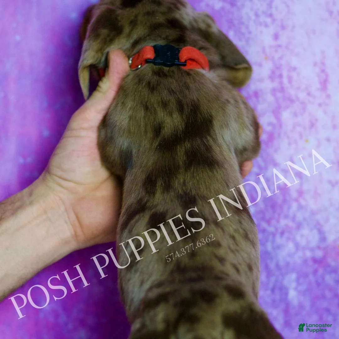 Miniature Dachshund dogs for sale: Jasper - Ad 5