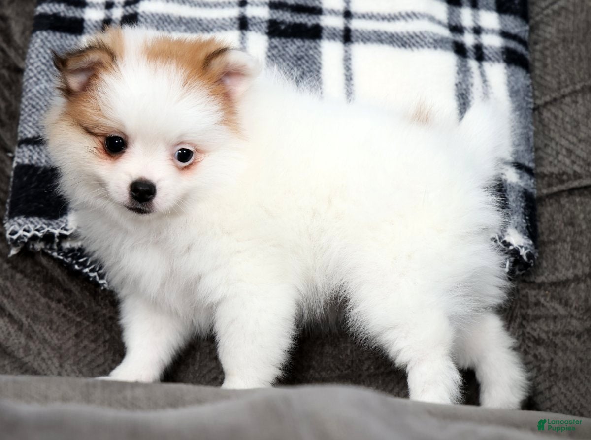 Pomeranian dogs Bella - Ad 2