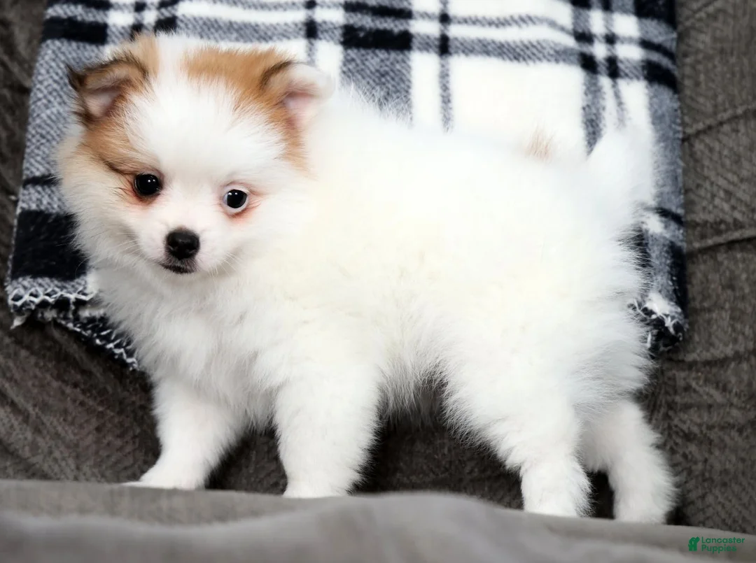 Pomeranian dogs for sale: Bella - Ad 2