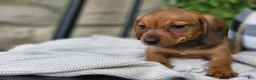 Miniature Dachshund dogs for sale: Butterscotch 💞 - Ad 12