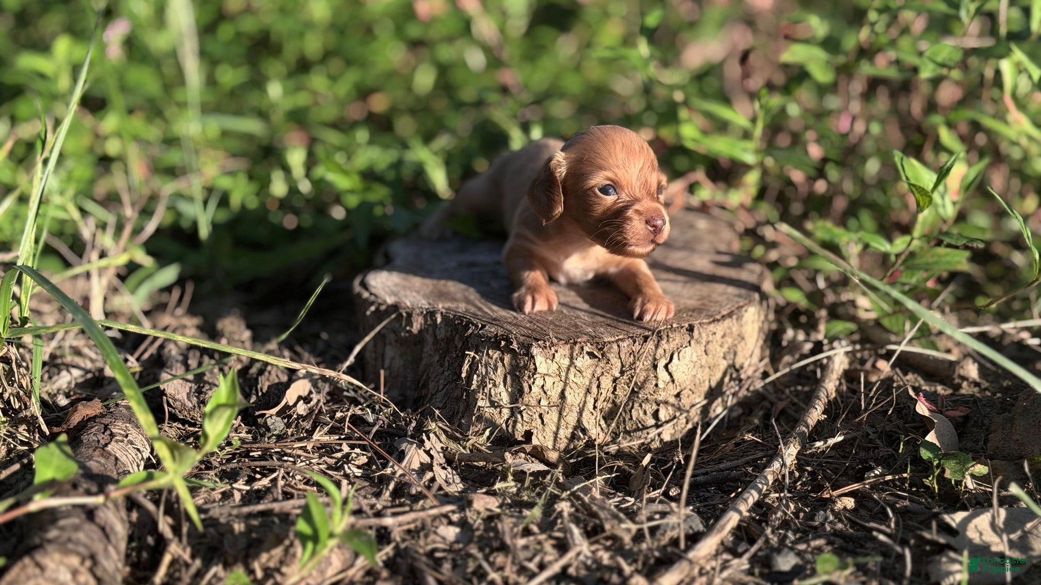 Miniature Dachshund dogs Blondie-ACA Longhaired Miniature Dachshund-Small Parents (Sire AKC/Embark Tested-PRA clear) - Ad 6