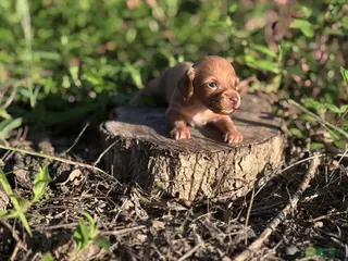 Miniature Dachshund dogs Blondie-ACA Longhaired Miniature Dachshund-Small Parents (Sire AKC/Embark Tested-PRA clear) - Ad 6