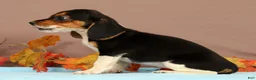 Beagle dogs for sale: Dana - Ad 5