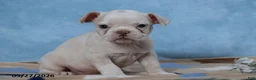 Frenchton dogs for sale: Rosa  - Ad 1