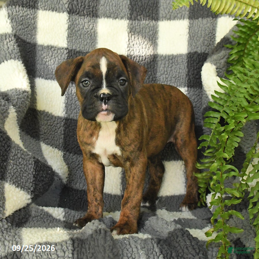 Boxer dogs Pearl - Ad 2