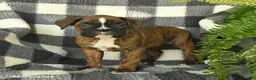 Boxer dogs for sale: Pearl - Ad 2