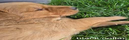 Golden Retriever dogs for sale: Bentley (Black Collar) - Ad 4