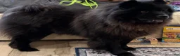 Chow Chow dogs for sale: Kona - Ad 7