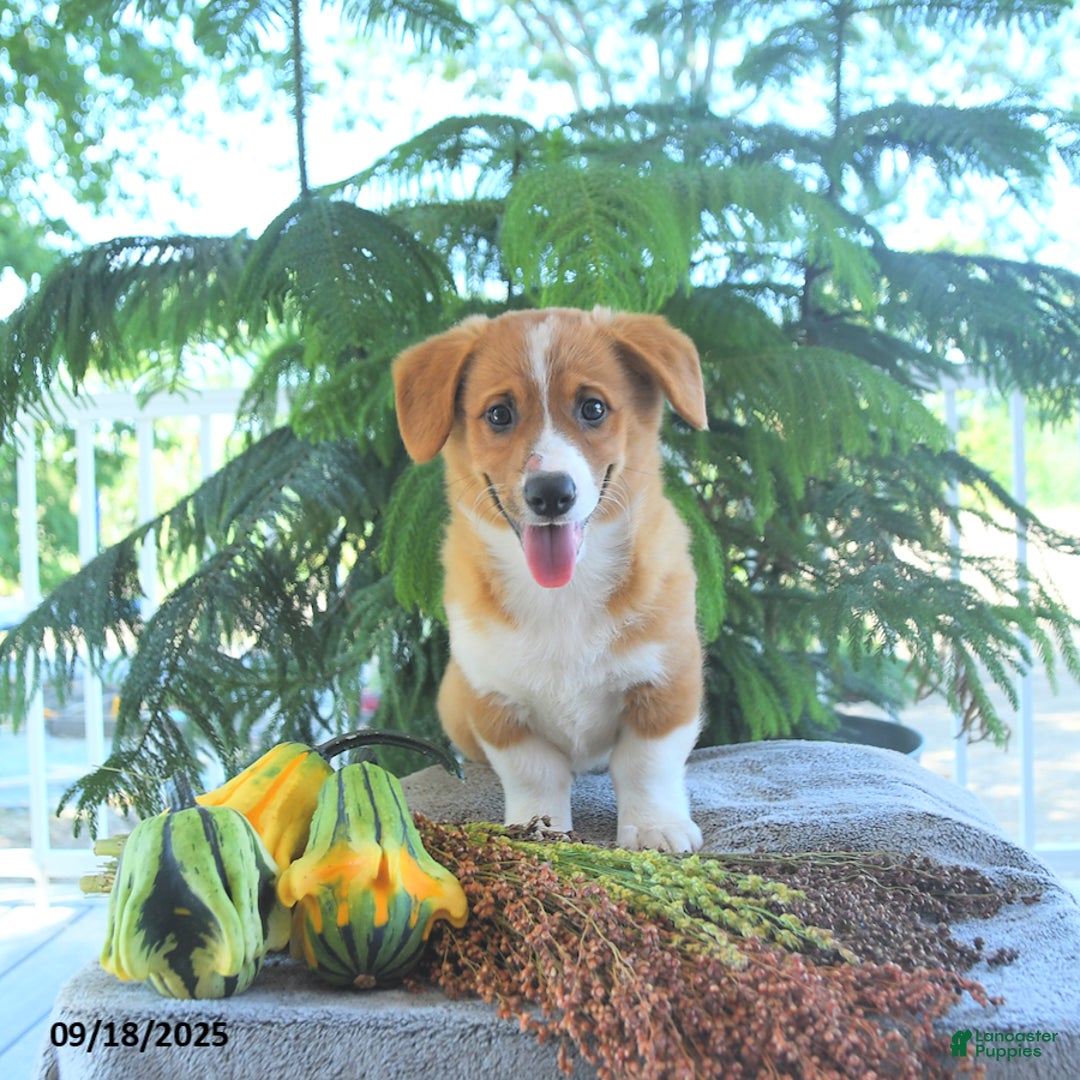 Welsh Corgi Pembroke dogs for sale: Milo - Ad 5