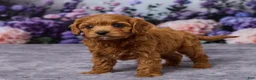 Cavapoo dogs for sale: Charlie - Ad 5