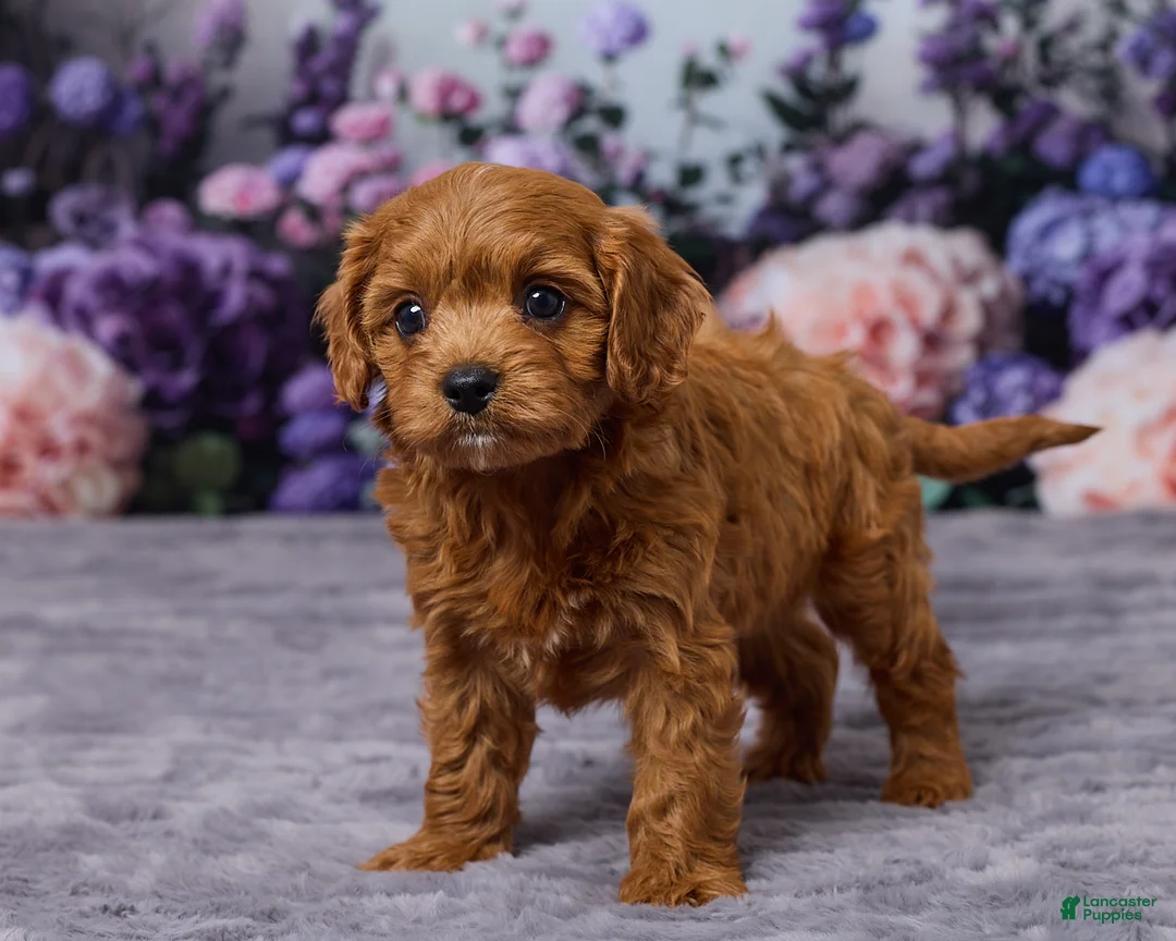 Cavapoo dogs for sale: Charlie - Ad 5