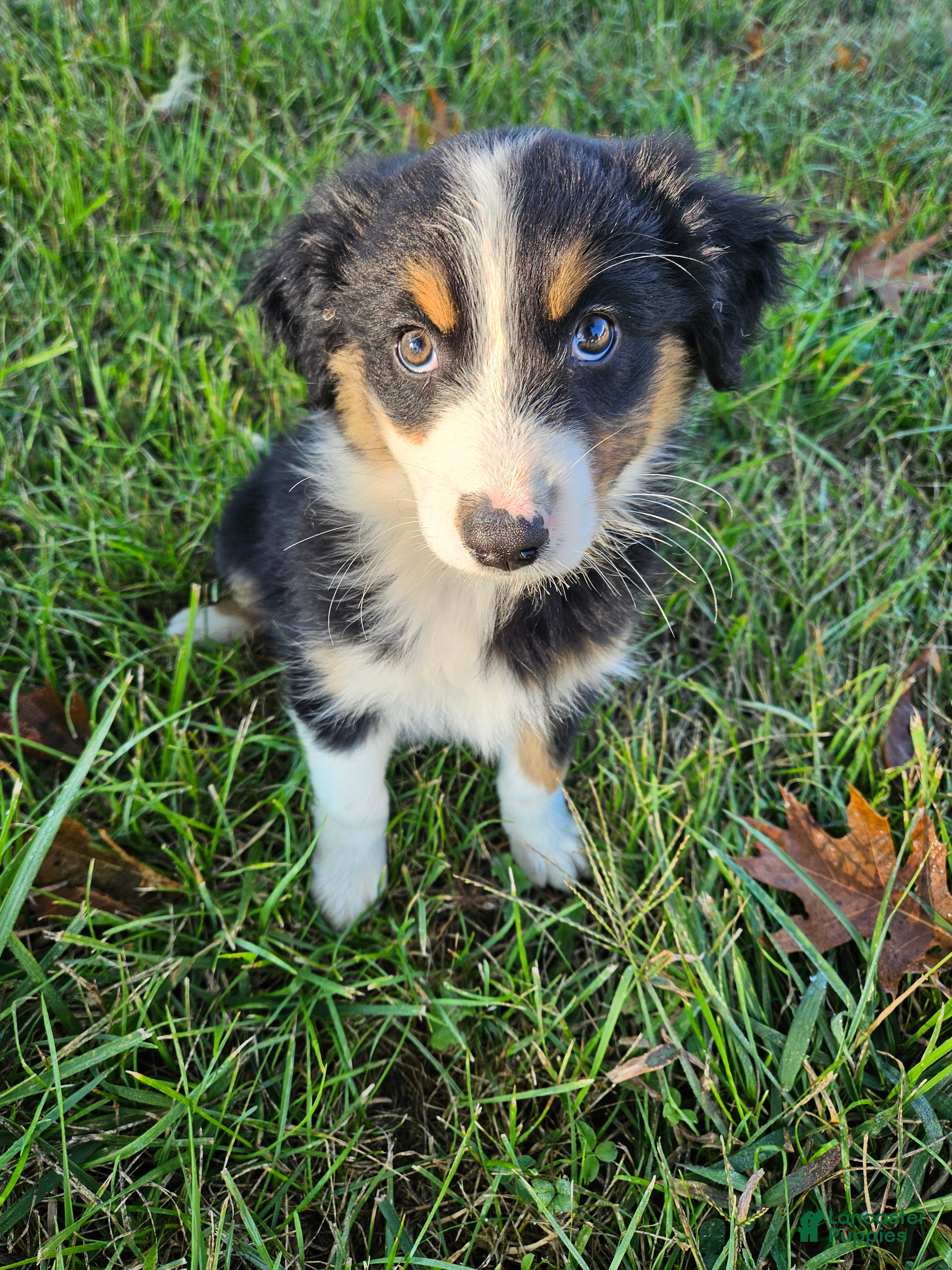 Australian Shepherd Mix Keeshond Terrier Mix Australian Shepherd