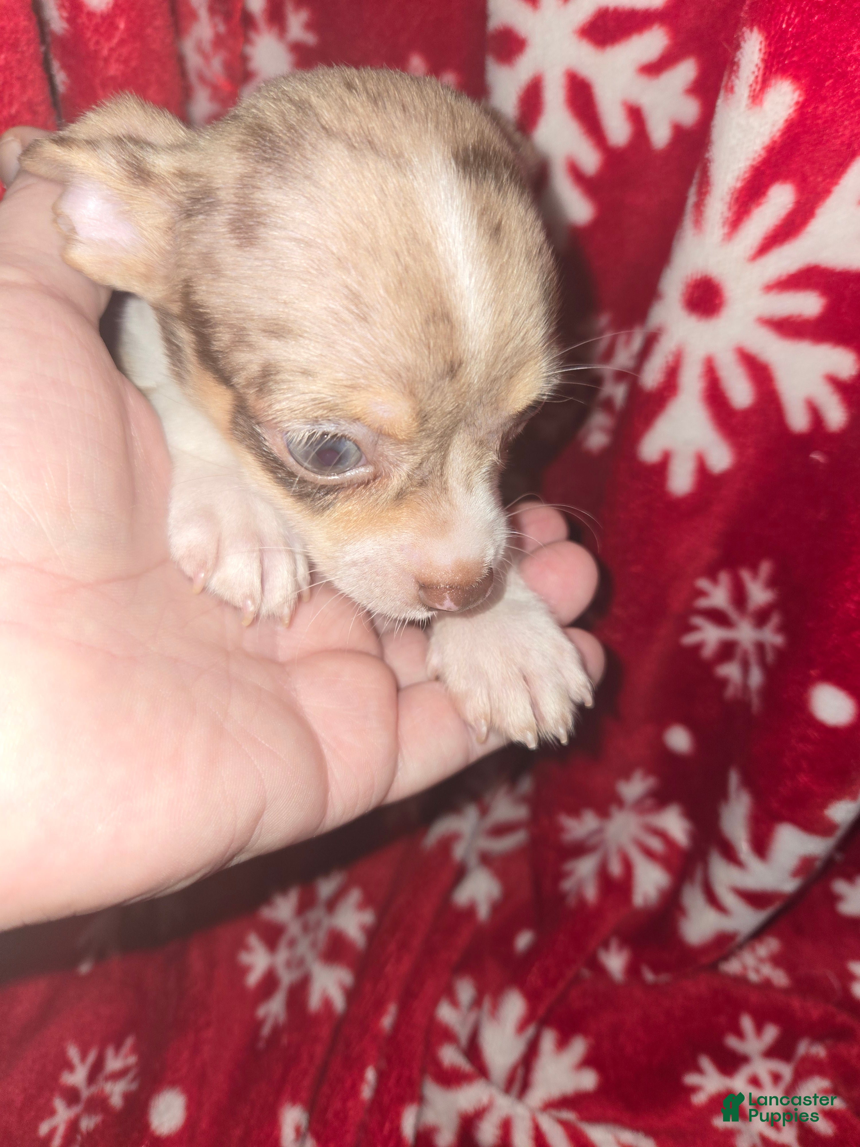 Chihuahua dogs Merle Boy - Ad 2