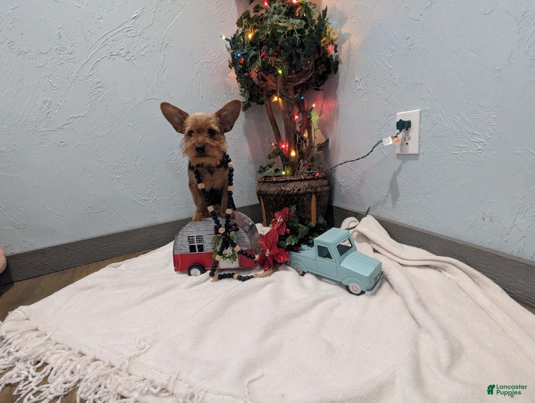 Yorkshire Terrier dogs for sale: Moose - Ad 3