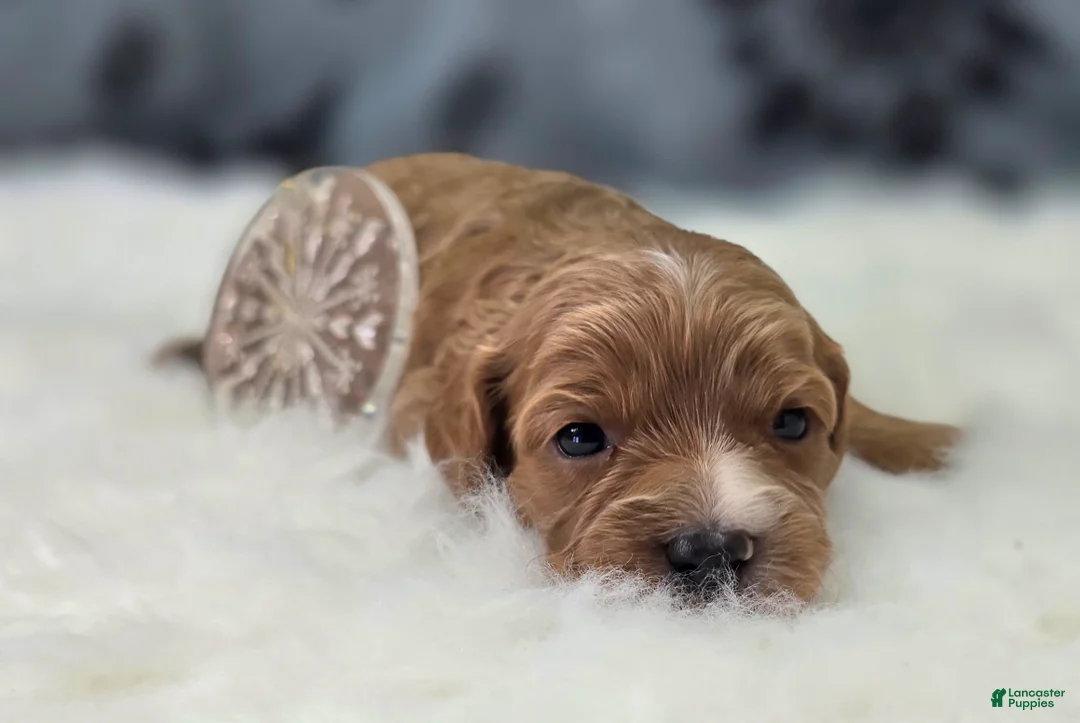 Cavapoo dogs for sale: Flurry - Ad 4