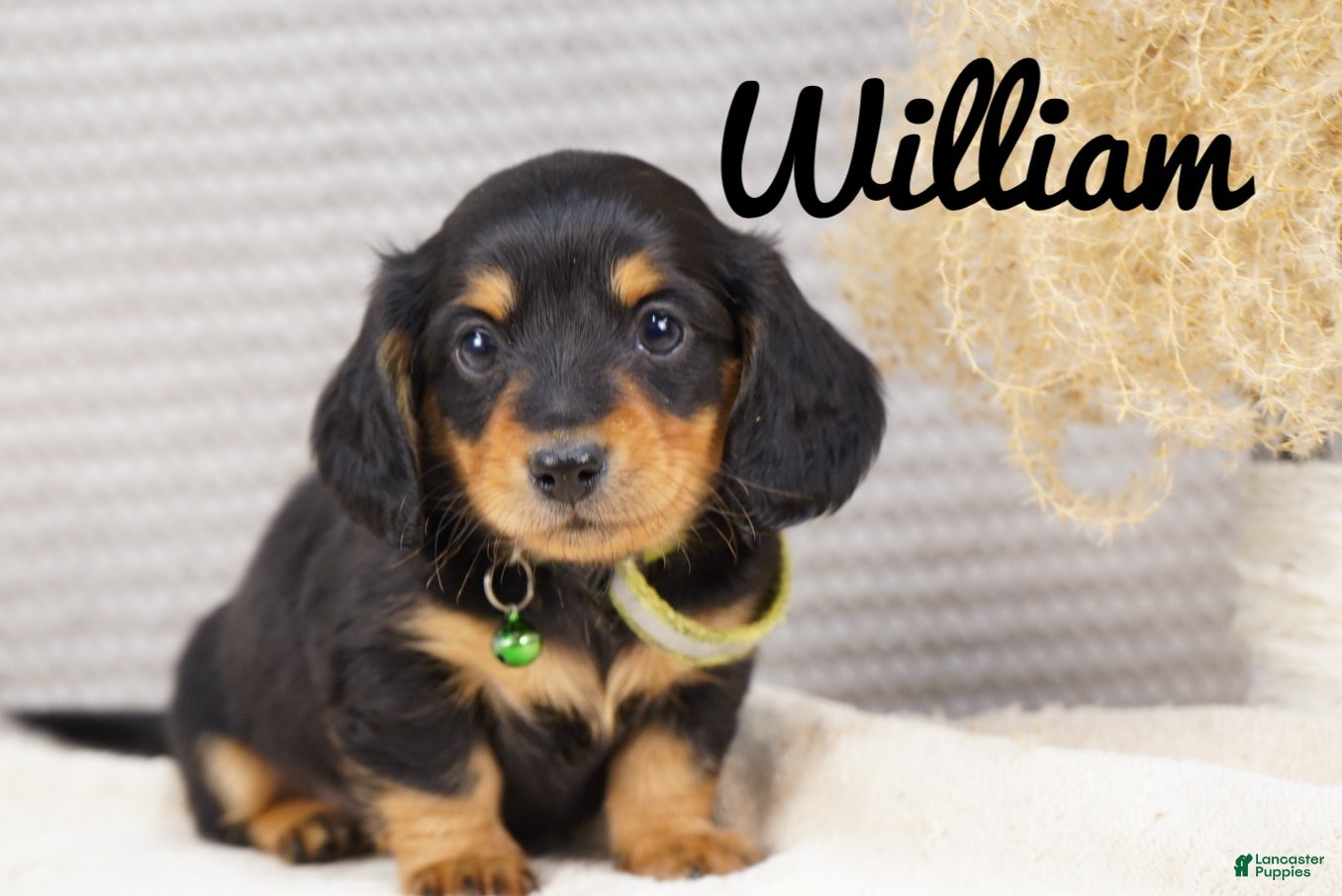 Dachshund dogs William  - Ad 1