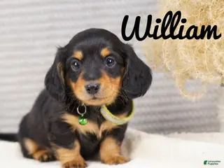 Dachshund dogs William - Ad 1