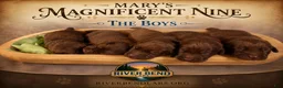 Labrador Retriever dogs for sale: Ms. Brown - Ad 9